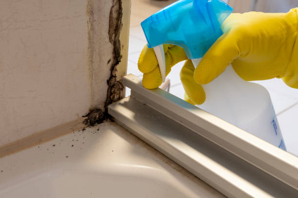 Best Mold Cleaning Services  in Brentwood, MO