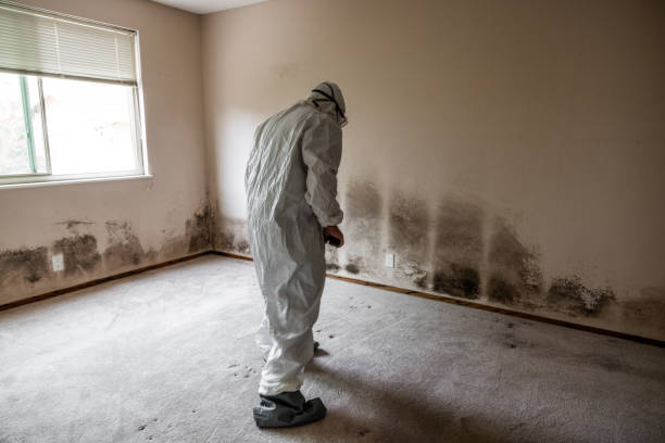 Best Mold Inspection  in Brentwood, MO
