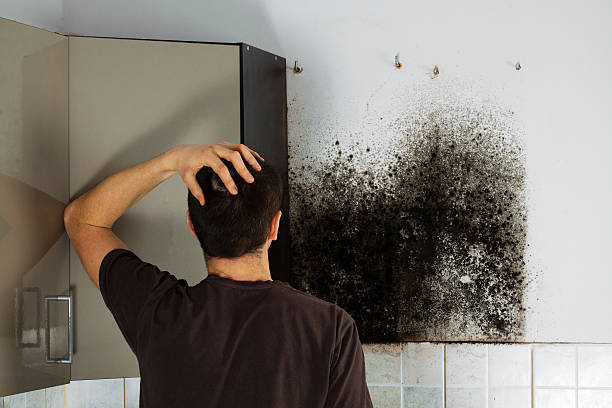 Best Fast Mold Removal  in Brentwood, MO
