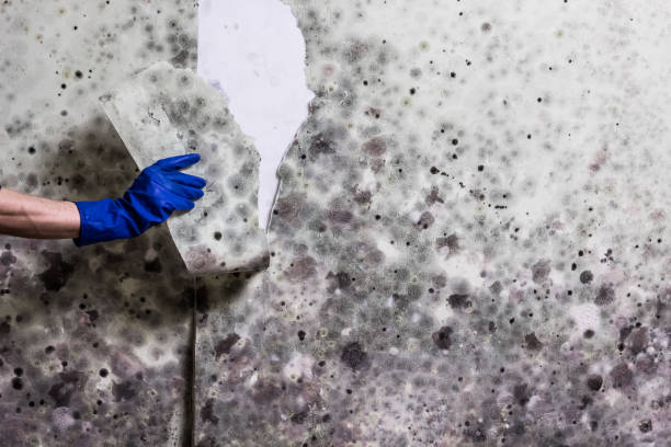 Best Residential Mold Removal  in Brentwood, MO